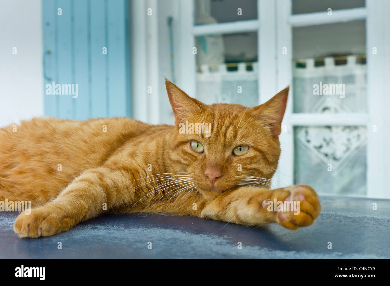 Ginger cat descansando sobre azotea caliente de la lata en St Martin de Re, Ile de Re, Francia Foto de stock