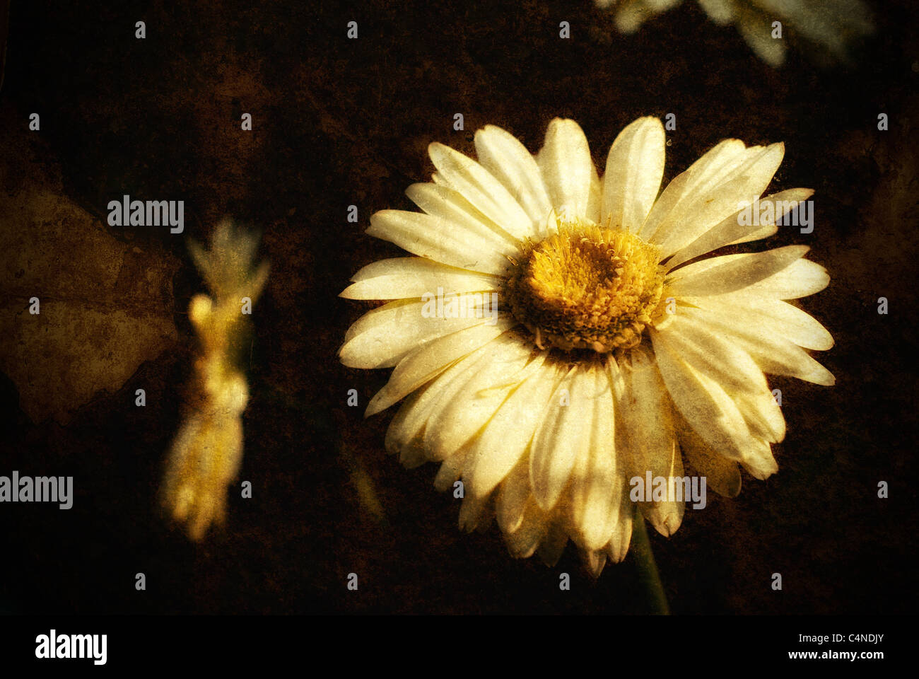 Imagen de una flor que se ha texturizado y angustiado en un fino arte grunge y estilo claroscuro Foto de stock