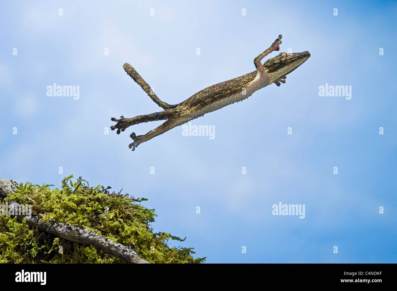 Henkel gecko de cola de hoja en mitad del aire leap Foto de stock