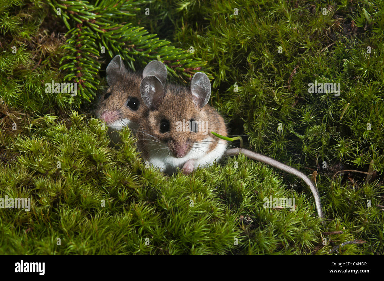 Los ratones ciervo huddling calidez Foto de stock