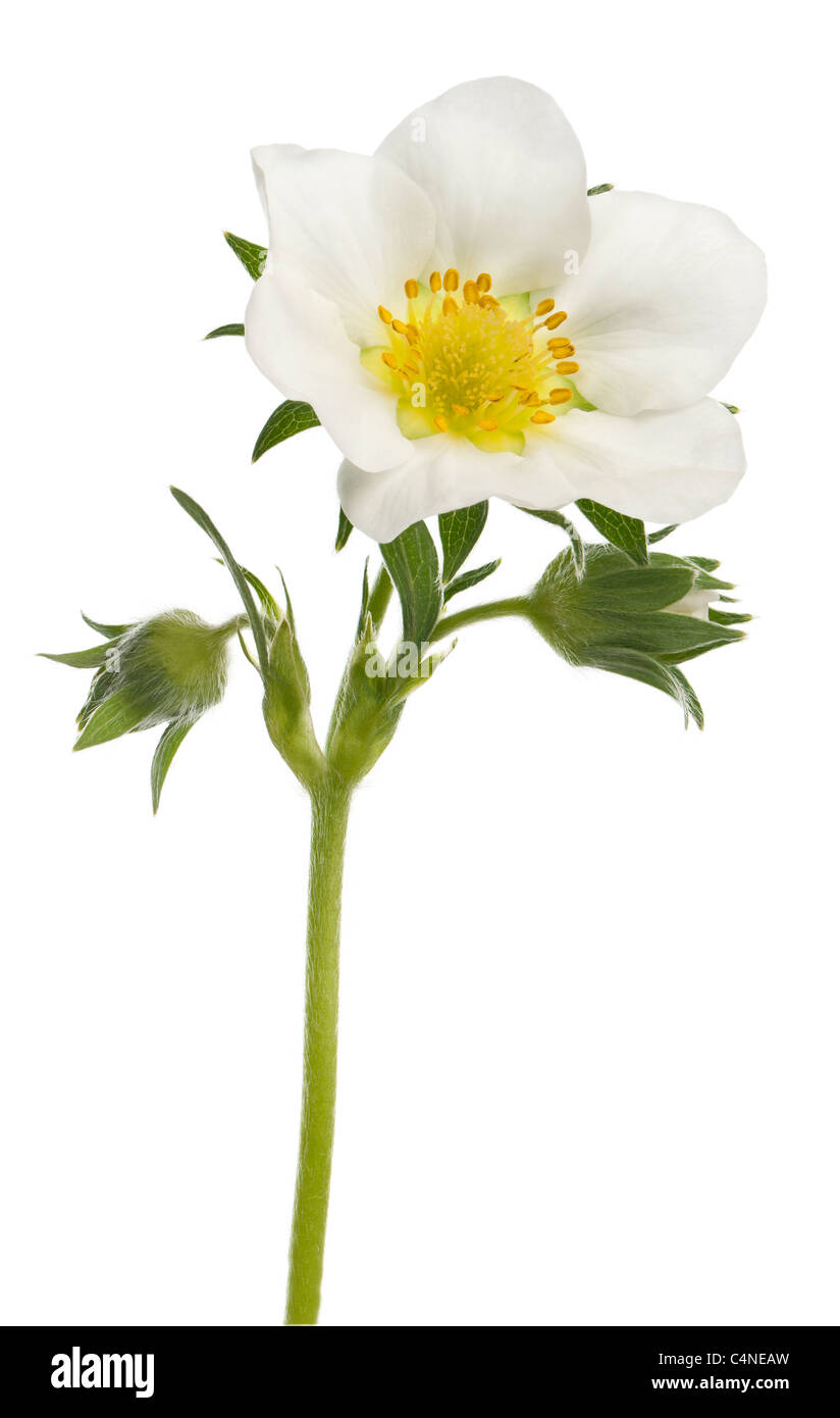 Flor de jardín, Fresa Fragaria Ananassa, delante de un fondo blanco Foto de stock