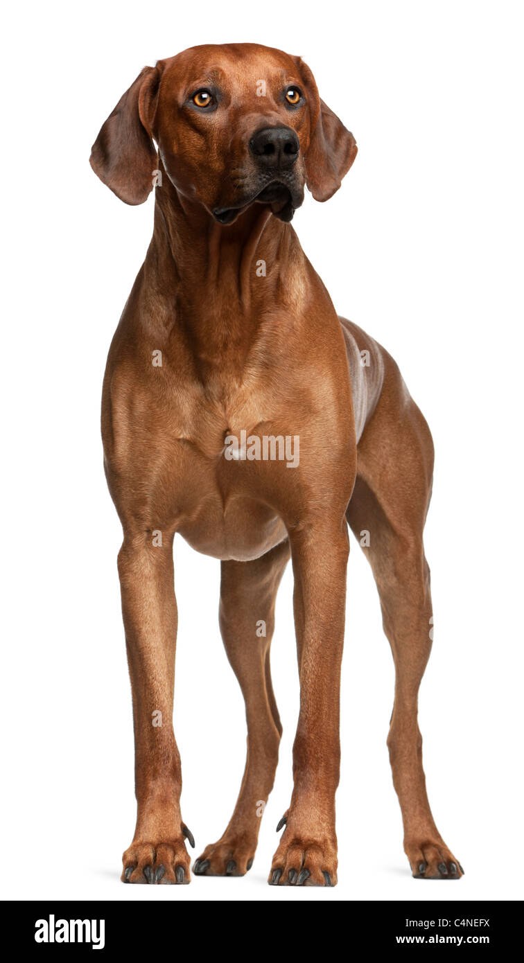 Ridgeback de Rhodesia, de 2 años de edad, de pie delante de un fondo blanco Foto de stock