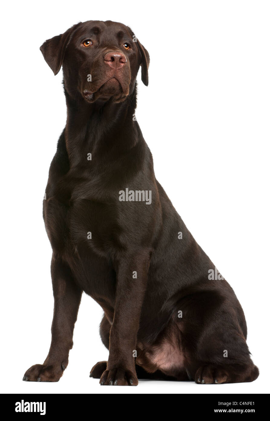 Labrador Retriever, de 9 meses de edad, sentado delante de un fondo blanco Foto de stock