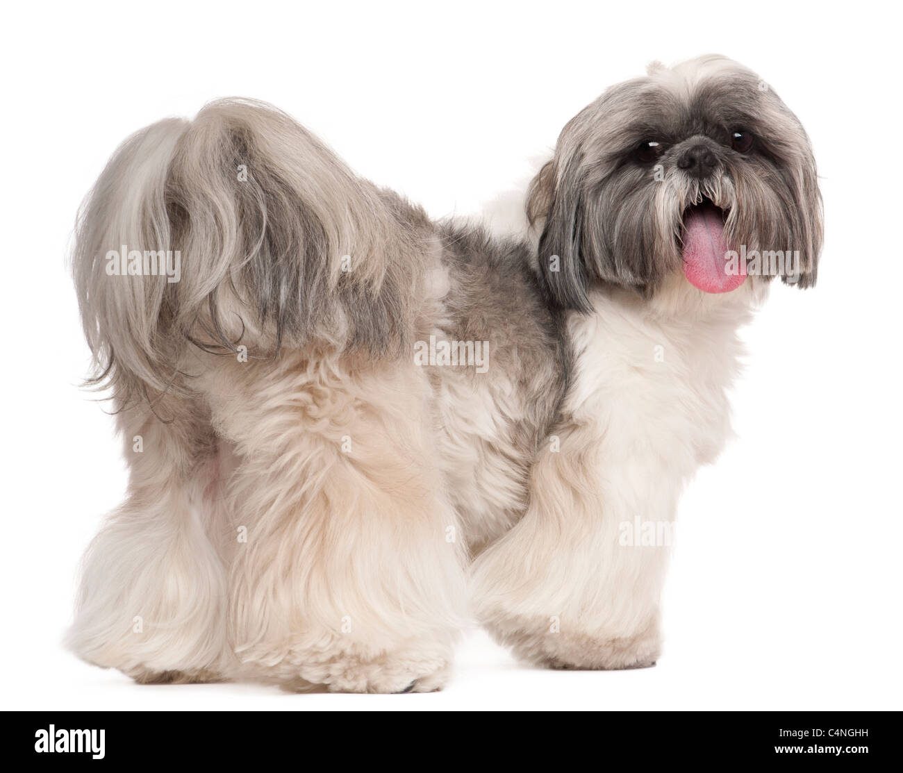 Shih Tzu panting, 2 años, delante de un fondo blanco Foto de stock