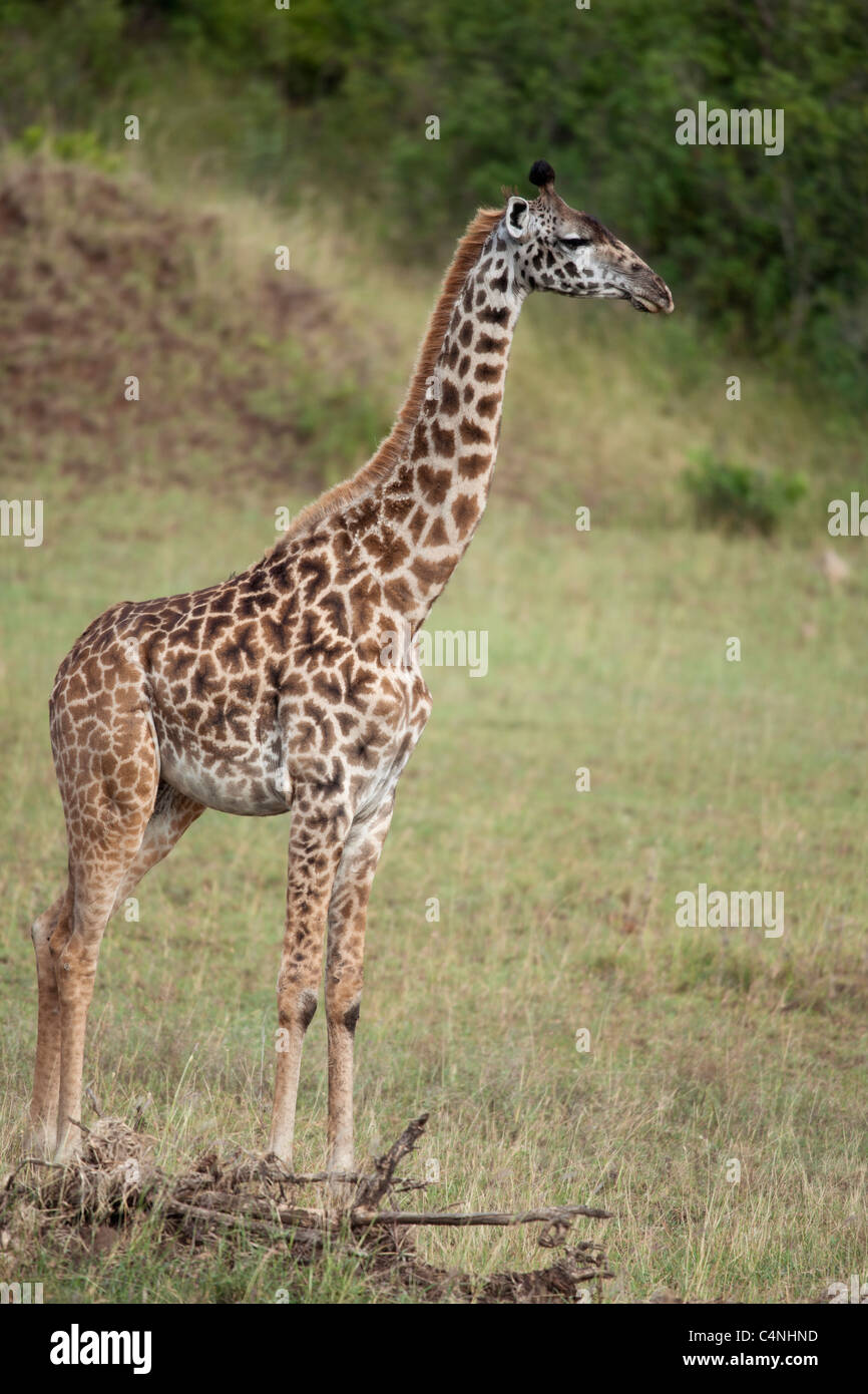 Jirafa en el Parque nacional Serengeti, Tanzania, África Foto de stock