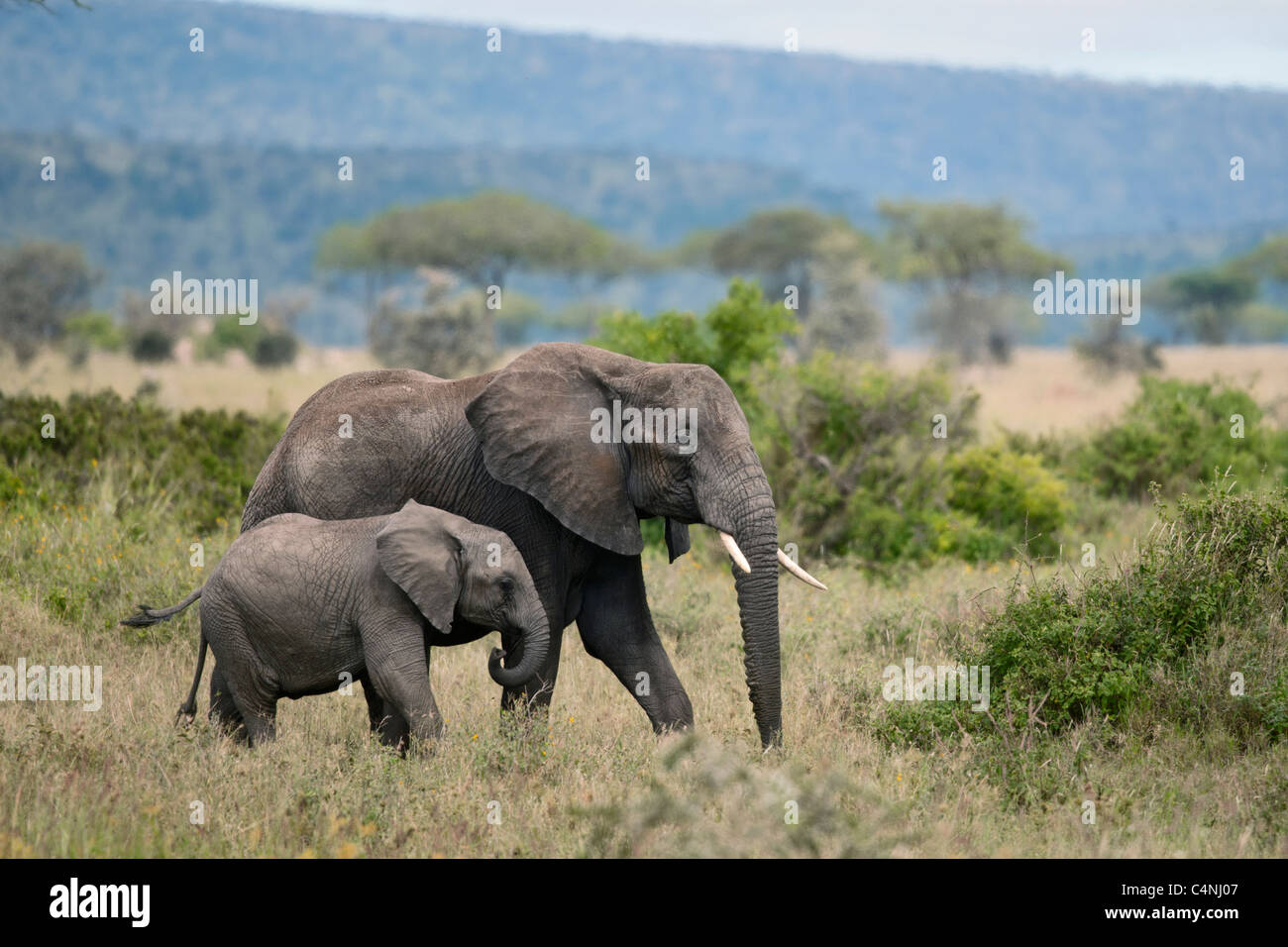Los elefantes en el Parque nacional Serengeti, Tanzania, África Foto de stock
