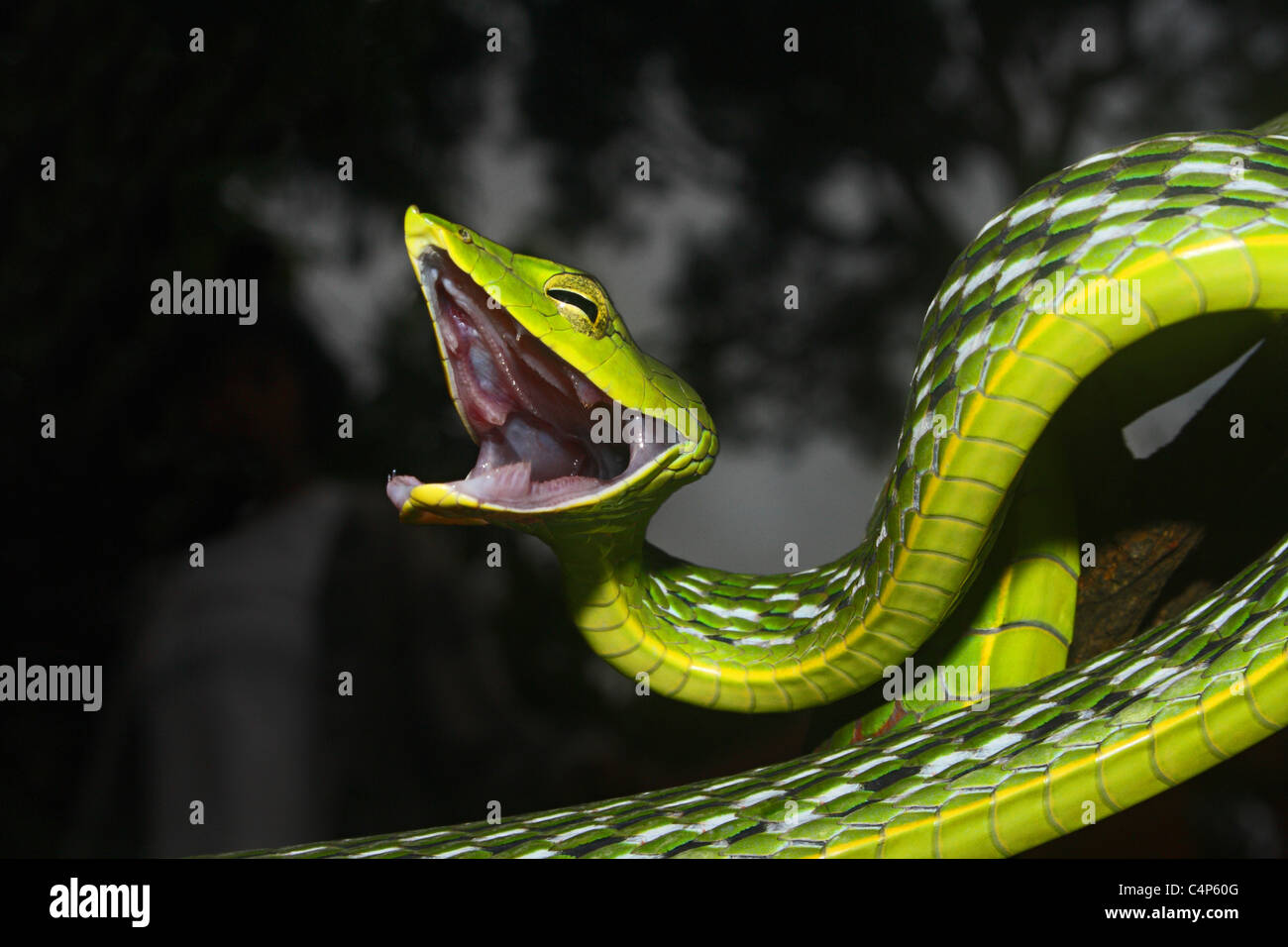 Vid común serpientes venenosas Ahaetulla nasuta levemente, común Foto de stock