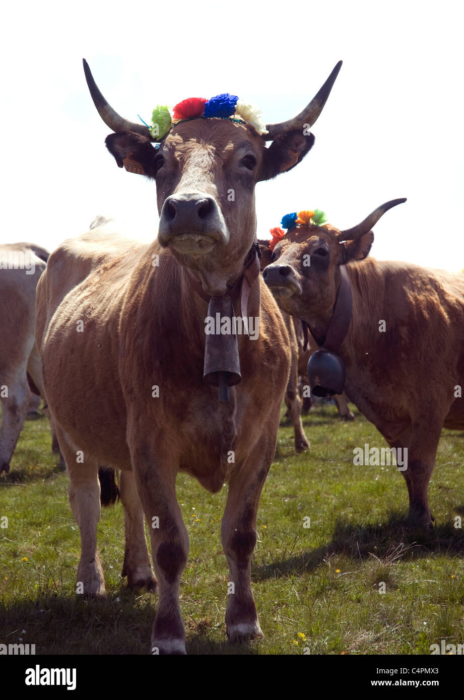 Flores de papel que adornan los cuernos de una vaca Aubrac durante la fiesta anual de la trashumancia, es decir, desplazar manadas desde/hacia pastos de verano Foto de stock