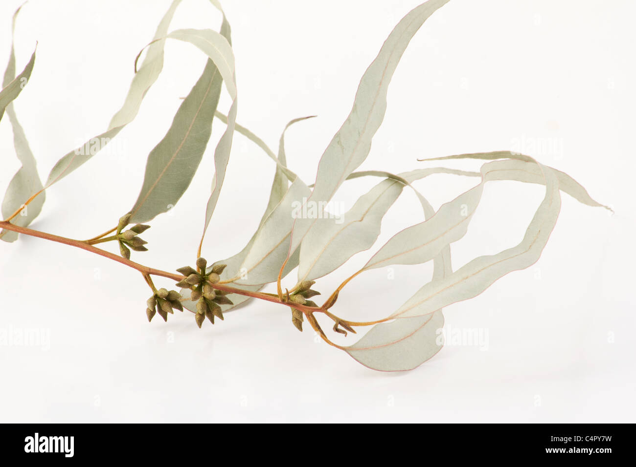 Cerca de las hojas y brotes de eucalipto seca sobre fondo blanco