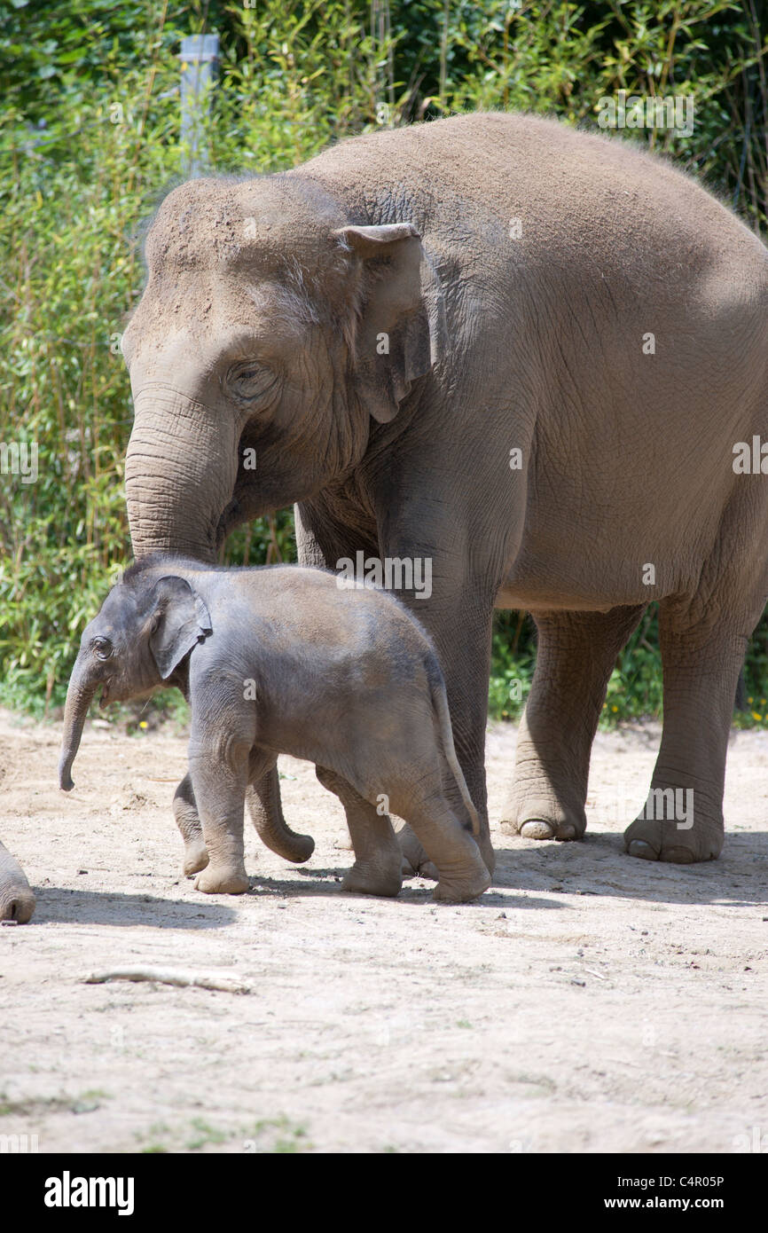 Tres semanas de viejo elefante macho en Munich, zoológico Tierpark Hellabrunn. Foto de stock