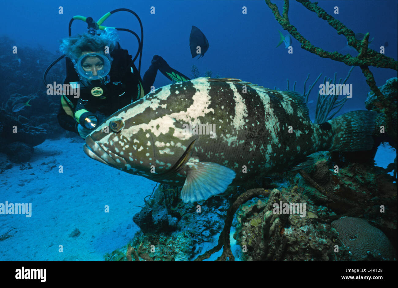Scuba Diver con un gran mero de Nassau (Epinephelus striatus), Cuba, mar Caribe Foto de stock