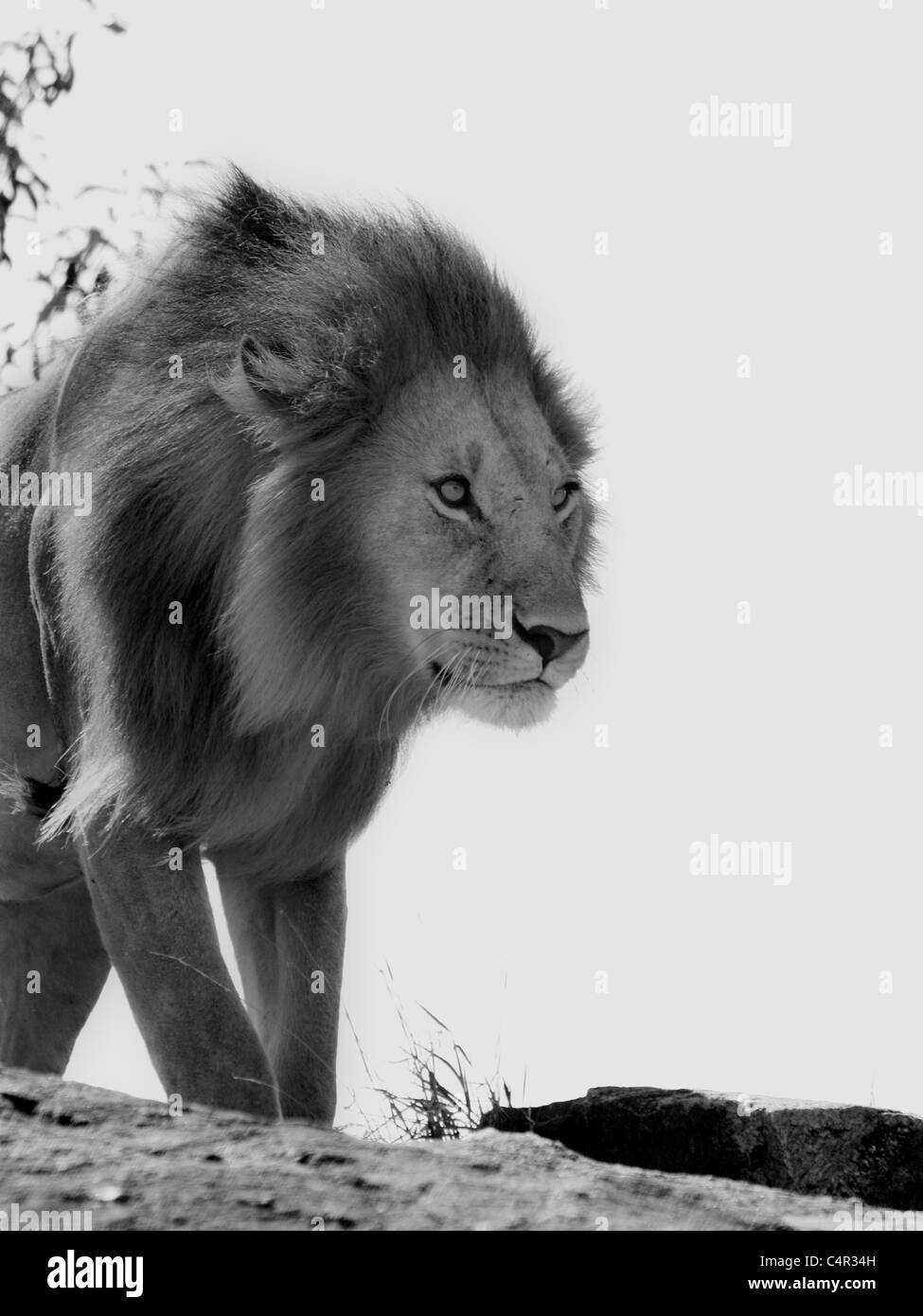 Macho joven león a Masai Mara Foto de stock