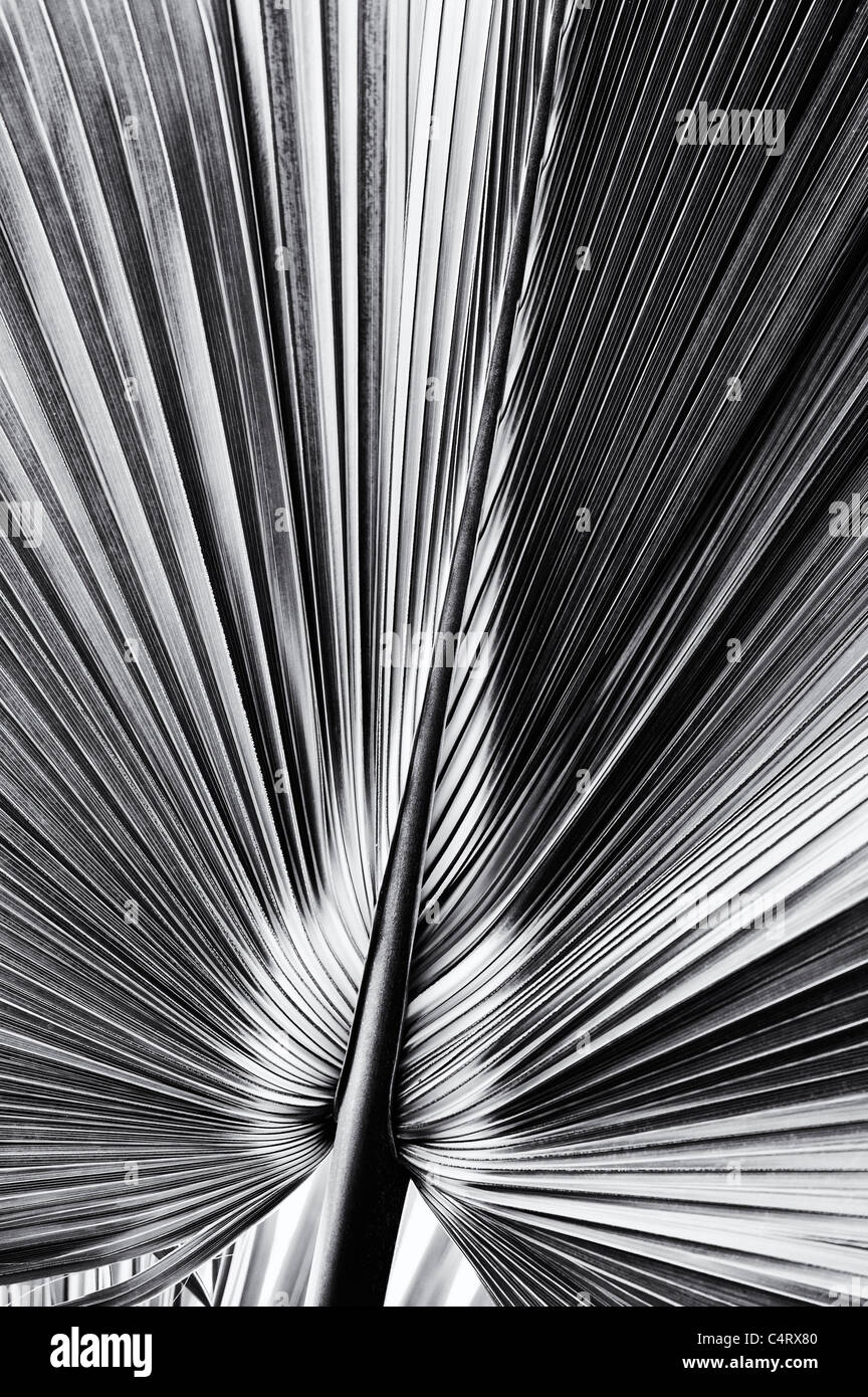 Bermudas Palmetto. Bermudana Sabal. Bibby hoja de árbol. Monocromo Foto de stock