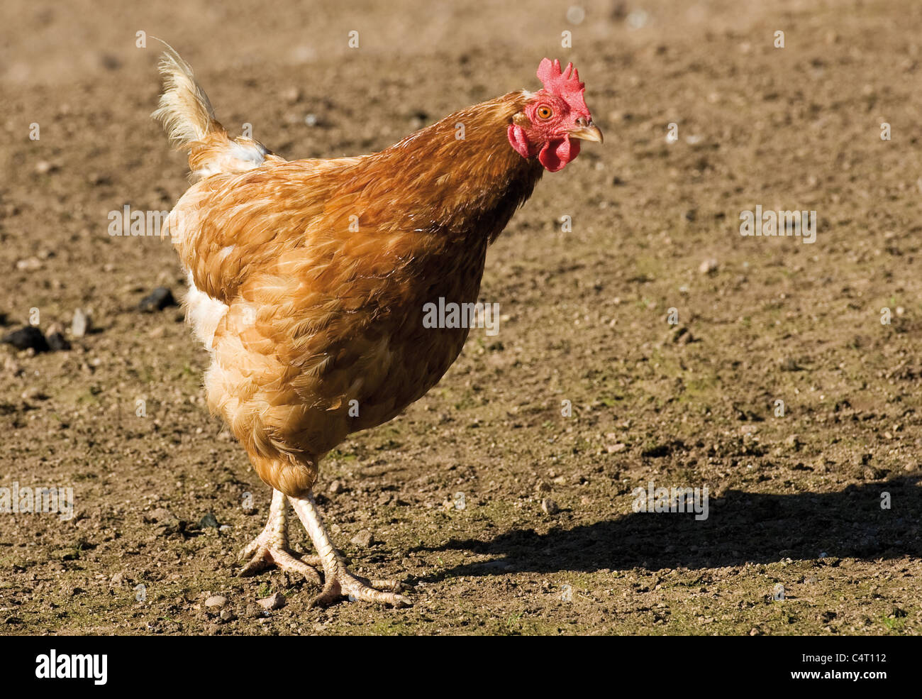 Free Range gallina gallina granja campo agricultura La agricultura Escocia UK Foto de stock