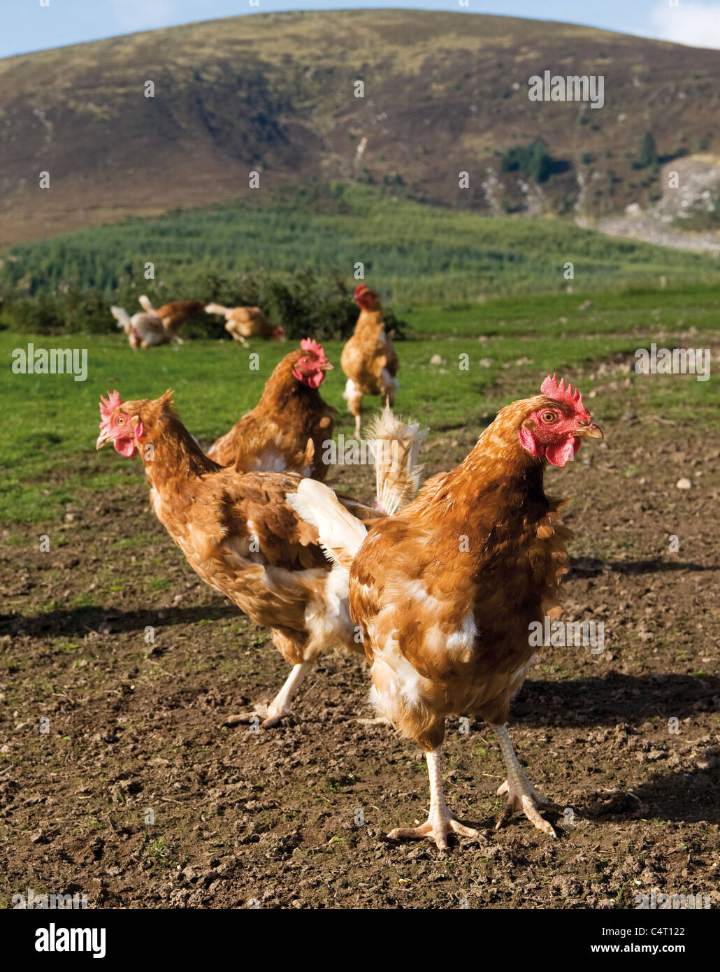 Free Range gallinas debajo Criffel Scoltand granja campo agricultura La agricultura Escocia UK Foto de stock