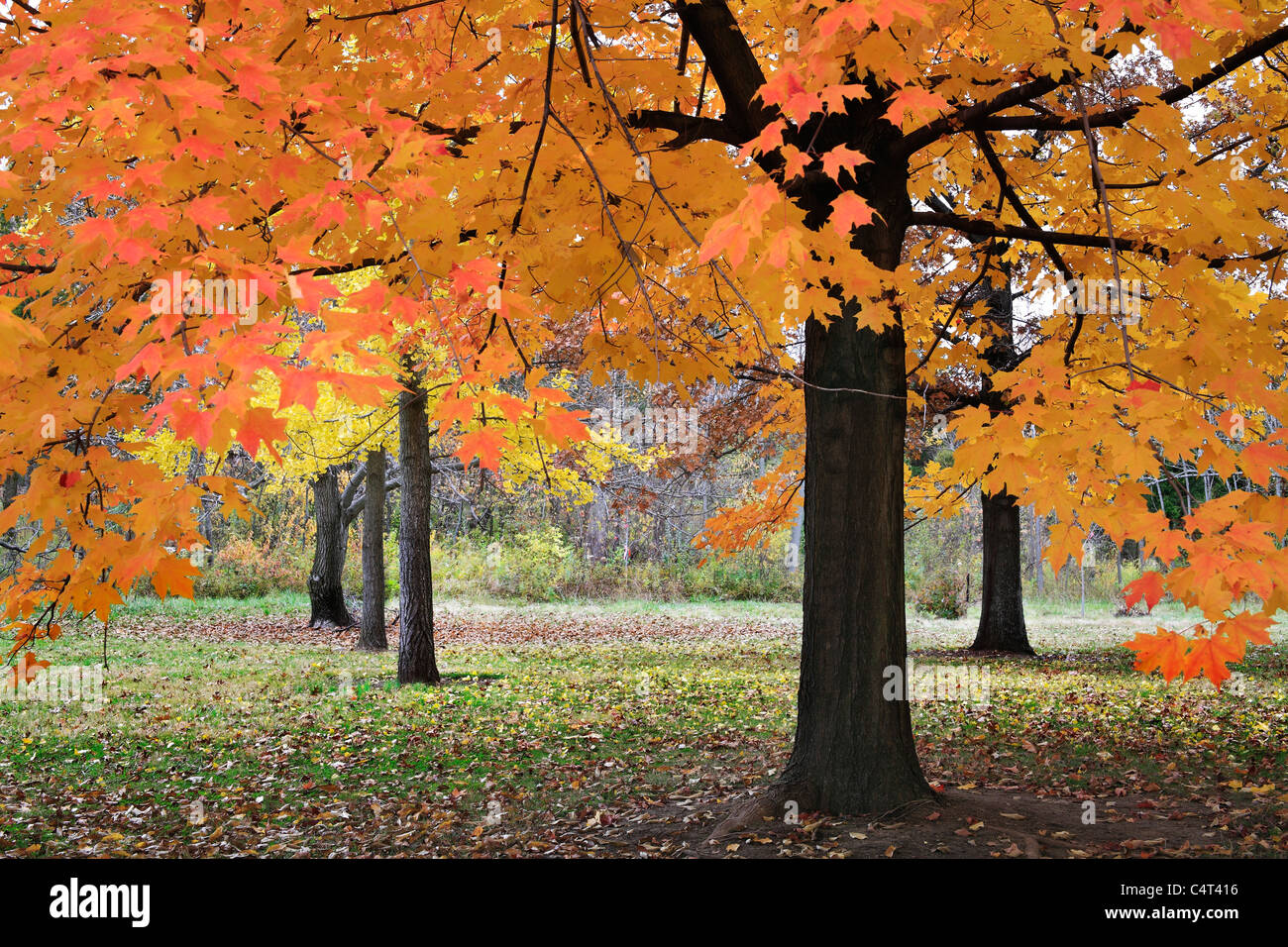 Colores vibrantes producida cuando la luz cae a través de las hojas de otoño en un día nublado en el parque, al suroeste de Ohio, EE.UU. Foto de stock