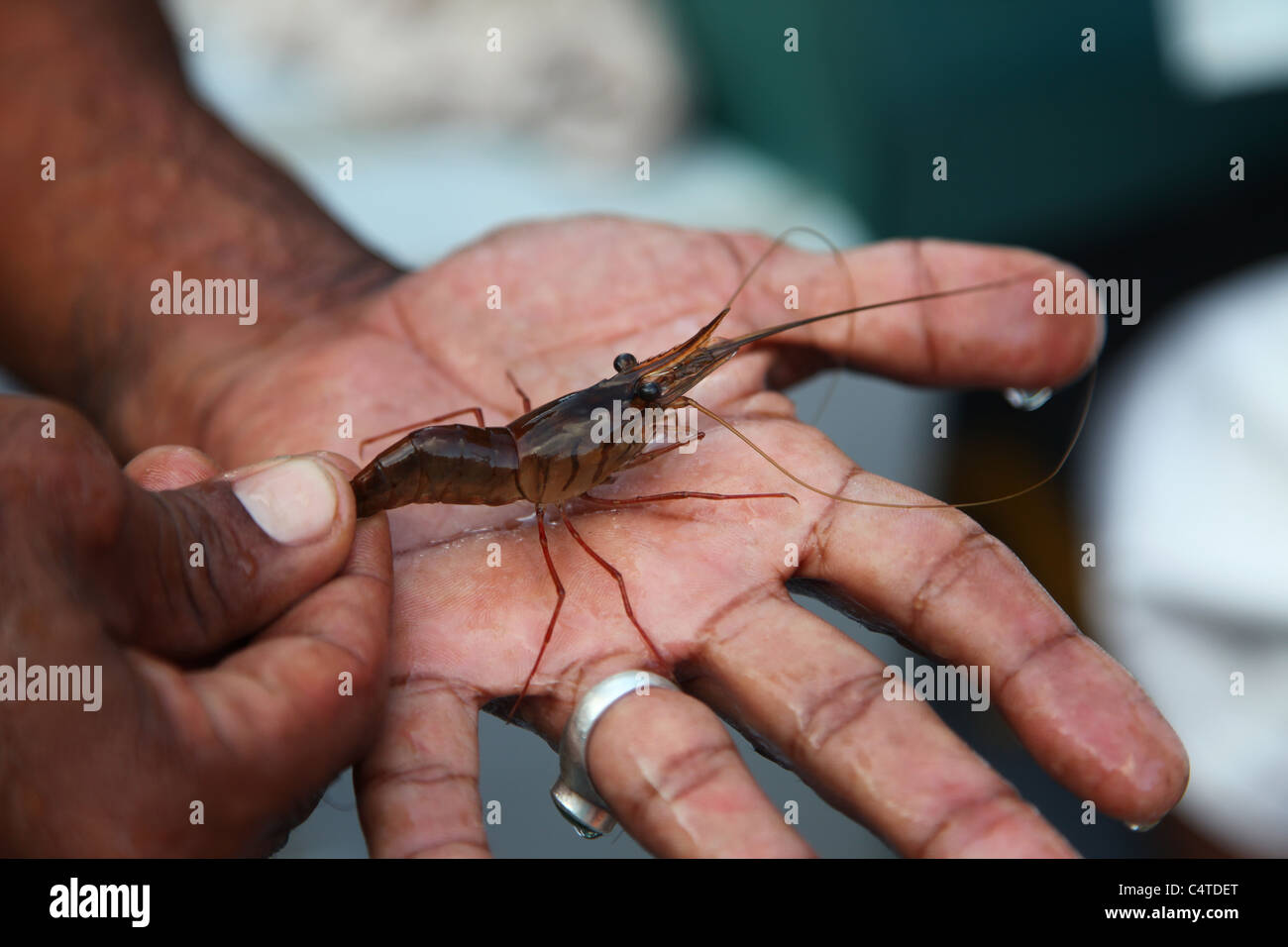 Un camarón de agua dulce en las manos de un guía, el Parque Nacional Tortuguero, Costa Rica Centroamérica Foto de stock