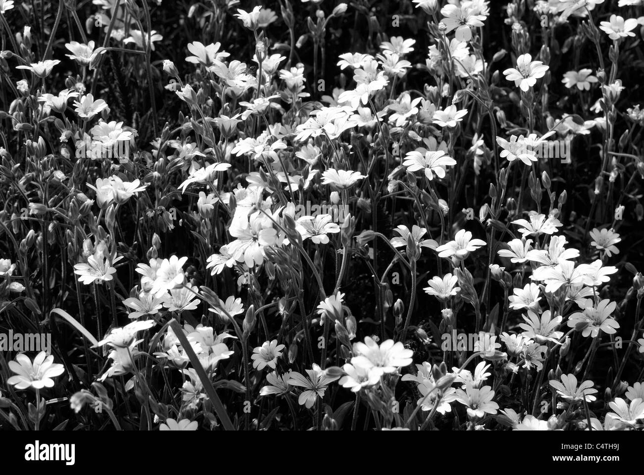 Flores silvestres en las praderas alpinas Foto de stock