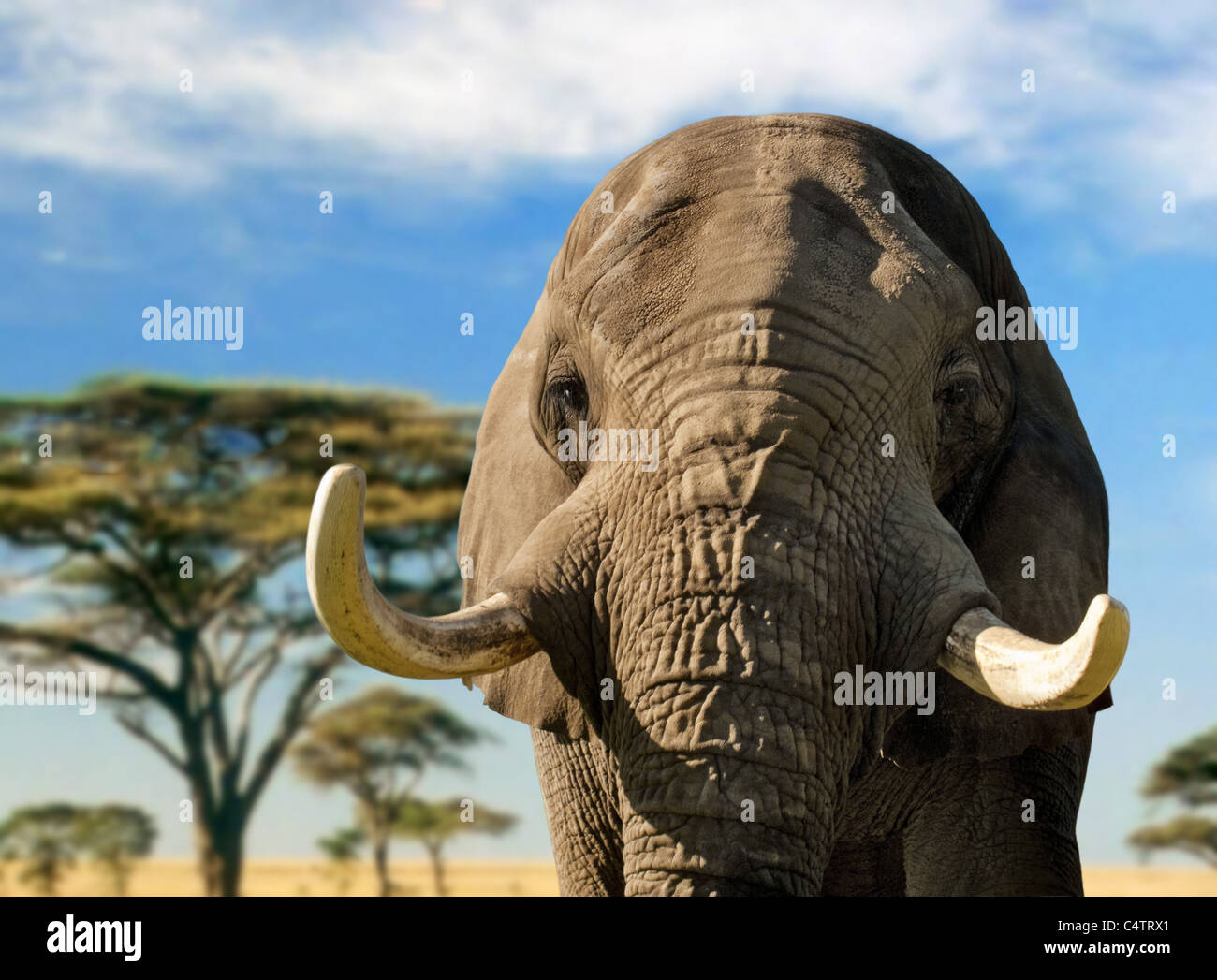 Gran cabeza de elefante con grandes colmillos silueteado Foto de stock