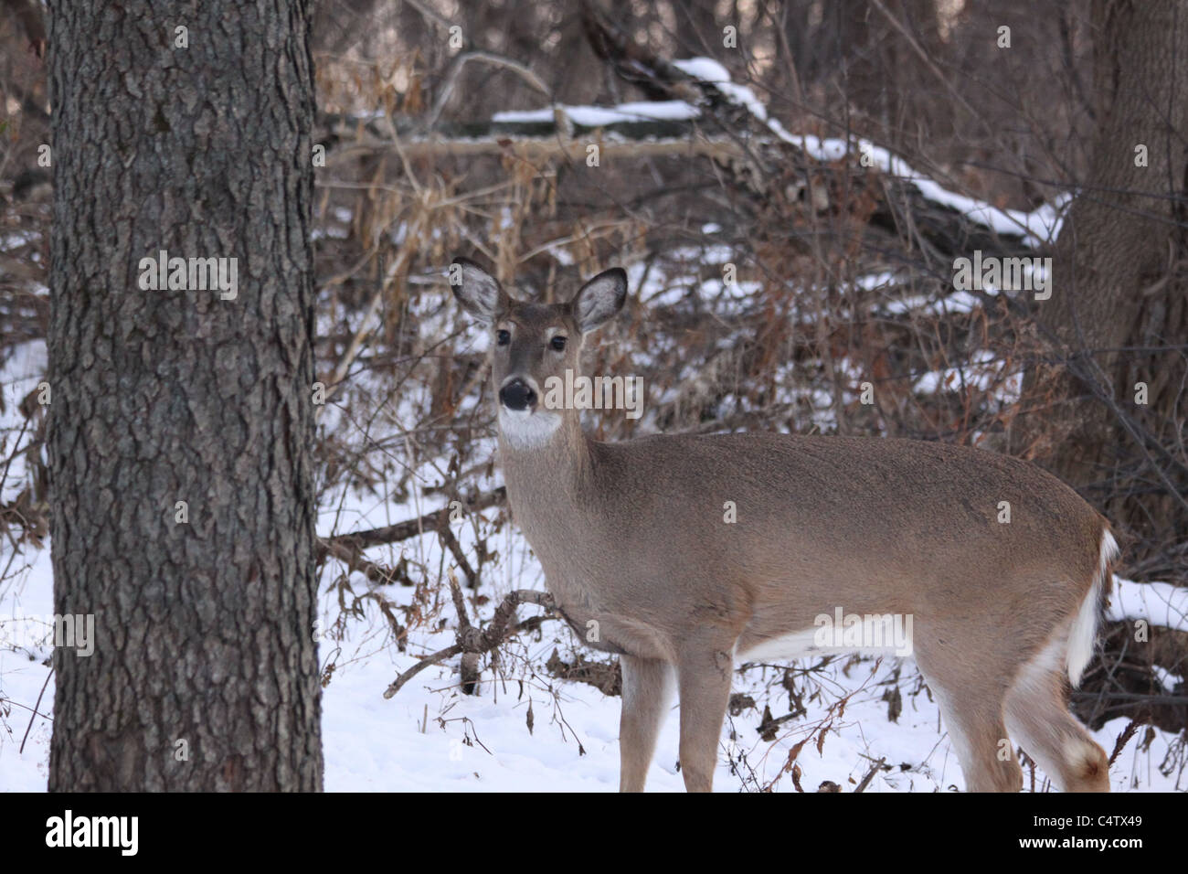 Los venados de cola blanca de pie en la nieve en el bosque de invierno Foto de stock