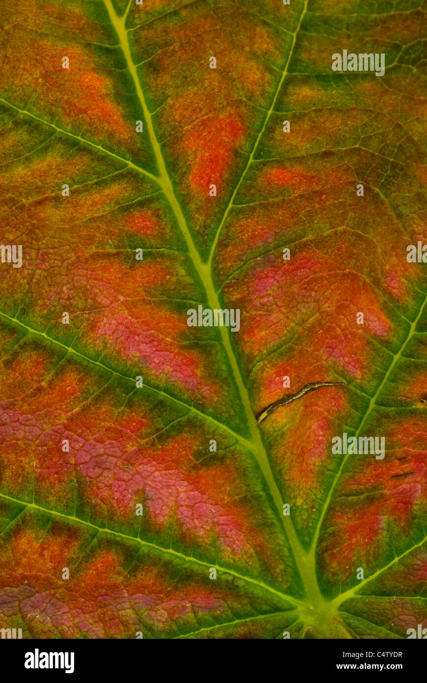 Hojas de frambuesa (Rubus idaeus) en otoño Foto de stock