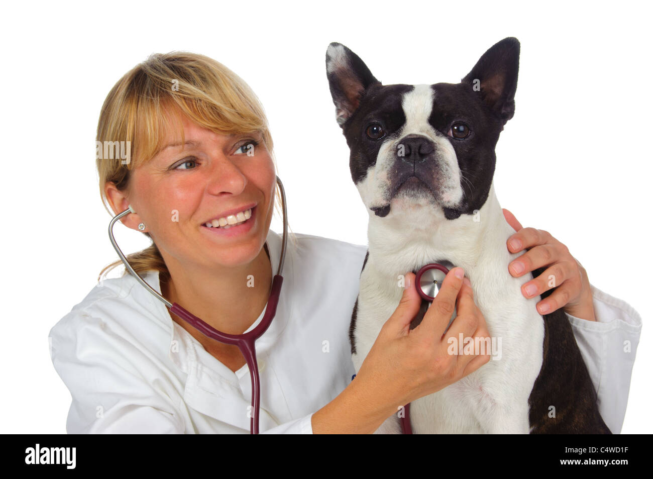 Mujeres médico veterinario con perro Boston Terrier Foto de stock