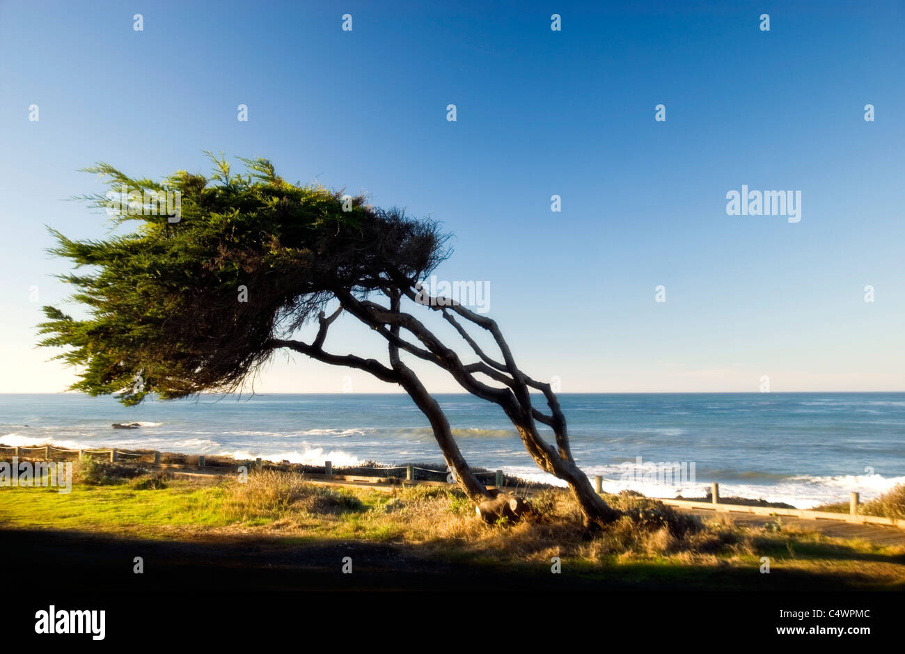 árbol doblado por el viento fotografías e imágenes de alta resolución