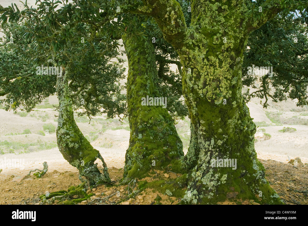 Isla de roble (Quercus tomen tella) endémico de las Islas del Canal, Isla Santa Rosa, Islas del Canal National Park, California Foto de stock