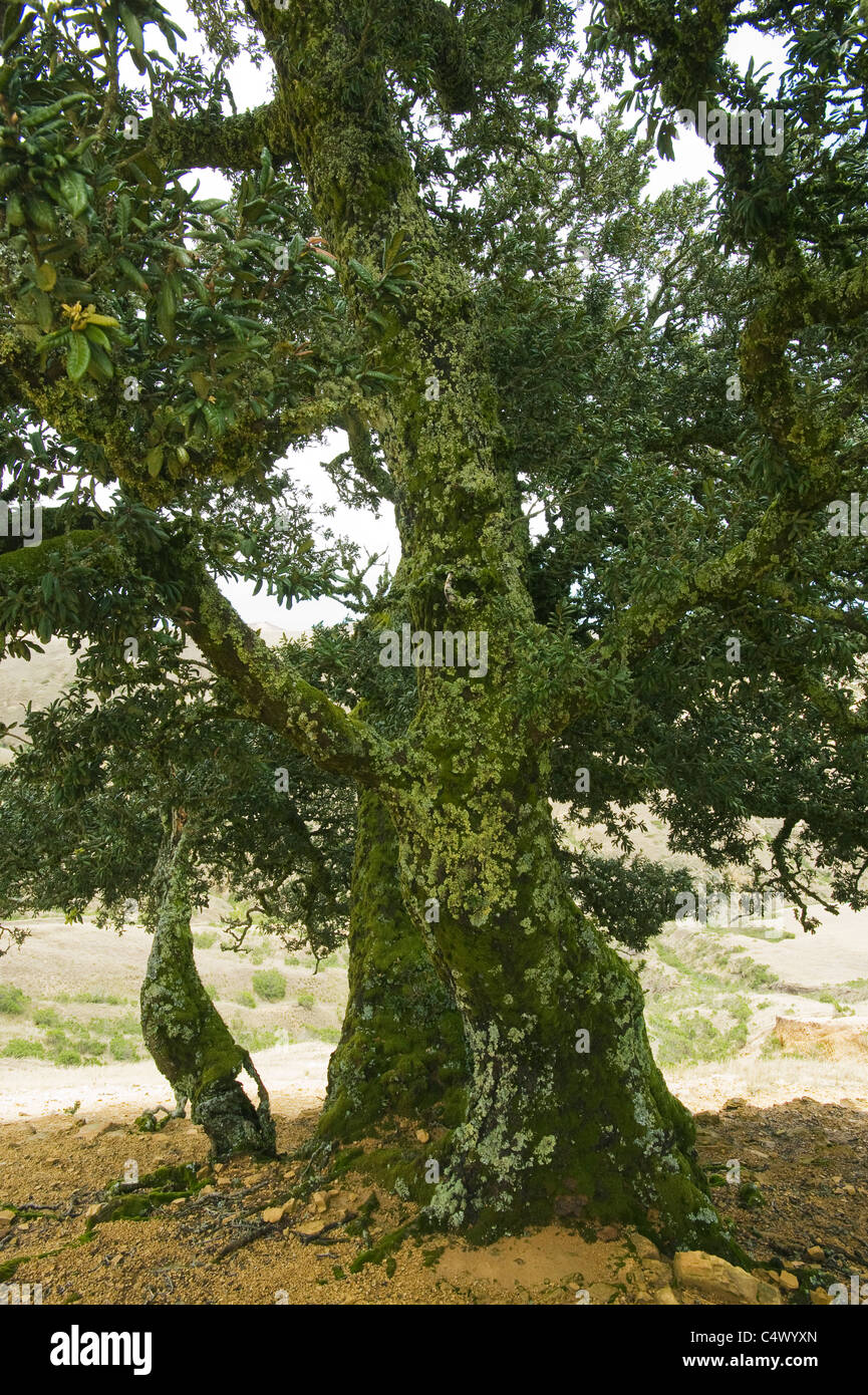 Isla de roble (Quercus tomen tella) endémico de las Islas del Canal, Isla Santa Rosa Foto de stock