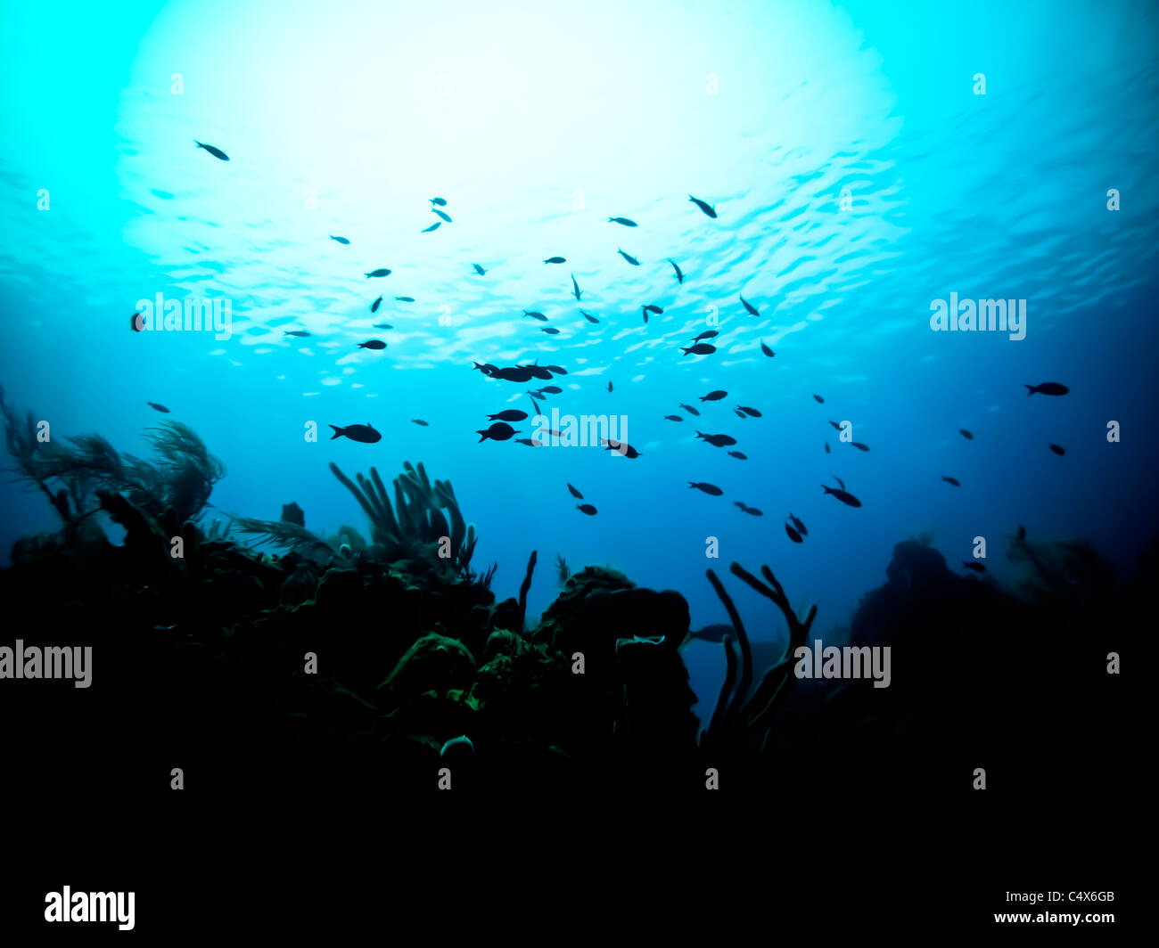 El buceo alrededor de las Islas de la Bahía, Roatán, Honduras, América Central, la vida del mar, naufragio, buceadores, bajo el mar, PADI, burbujas Foto de stock