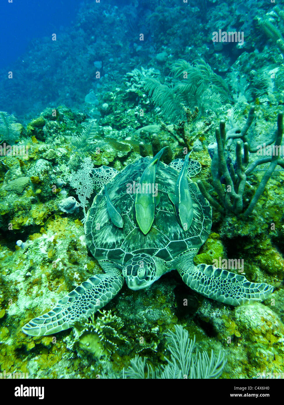 La tortuga verde, Roatán, Islas de la Bahía, Honduras, Ce Foto de stock