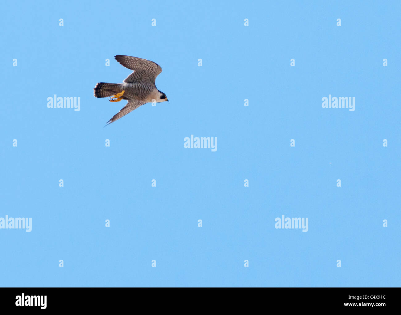 El Halcón peregrino (Falco peregrinus) en vuelo por encima de la Catedral de Lincoln Foto de stock