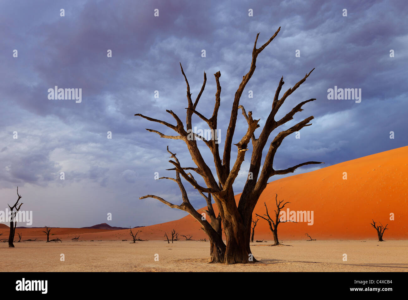 Nubes de tormenta y el árbol muerto. Dead Vlei.Namibia Foto de stock