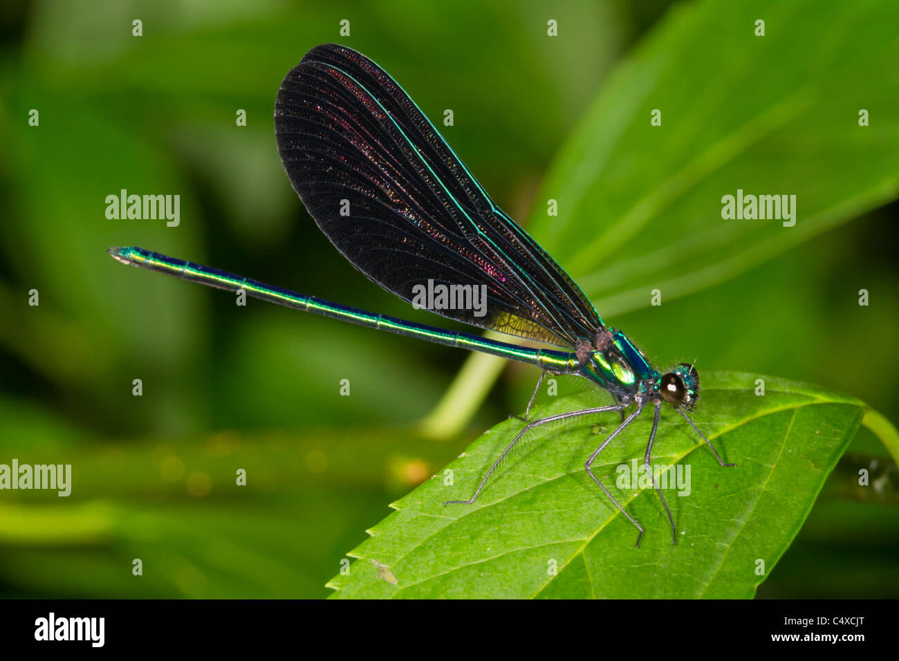 Ebony jewelwing damsefly (Calopteryx maculata) masculino. Foto de stock