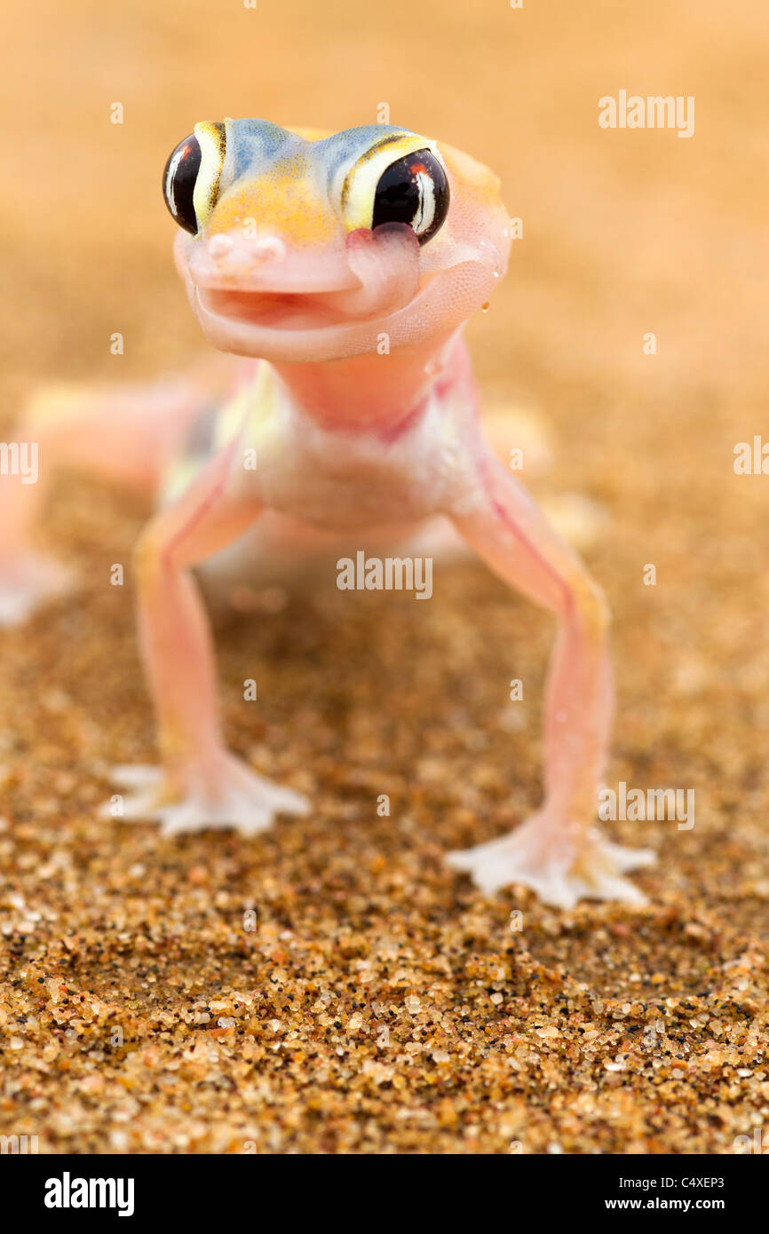Web-footed Gecko (Palmatogecko rangei). Los animales nocturnos que viven en su mayoría anidado en profundas madrigueras. Foto de stock