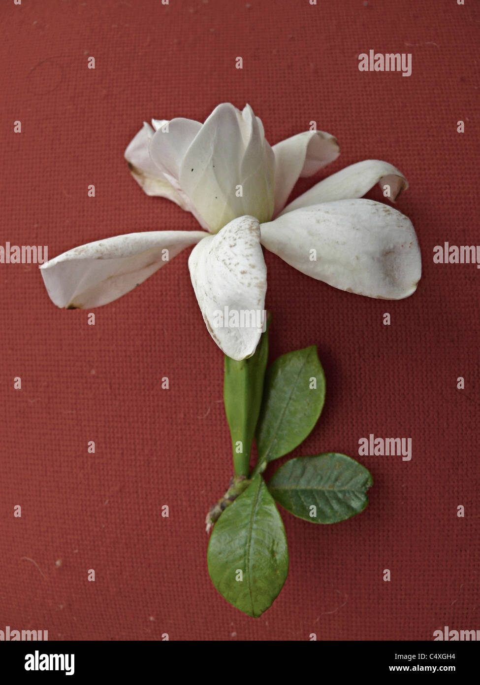 Gardenia jasminoides ellis fotografías e imágenes de alta resolución - Alamy