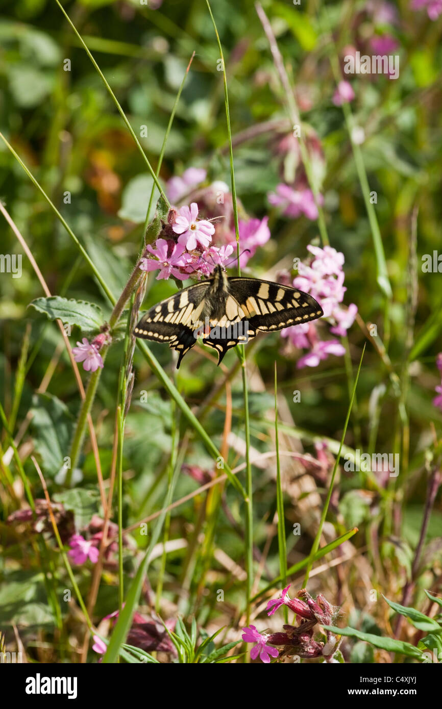 Especie Butterfly (Papillio britannicus machaon). Sobre Rojo Campion (Silene dioica). De mayo. Cómo Hill, río Hormiga, Norfolk Broads. Foto de stock