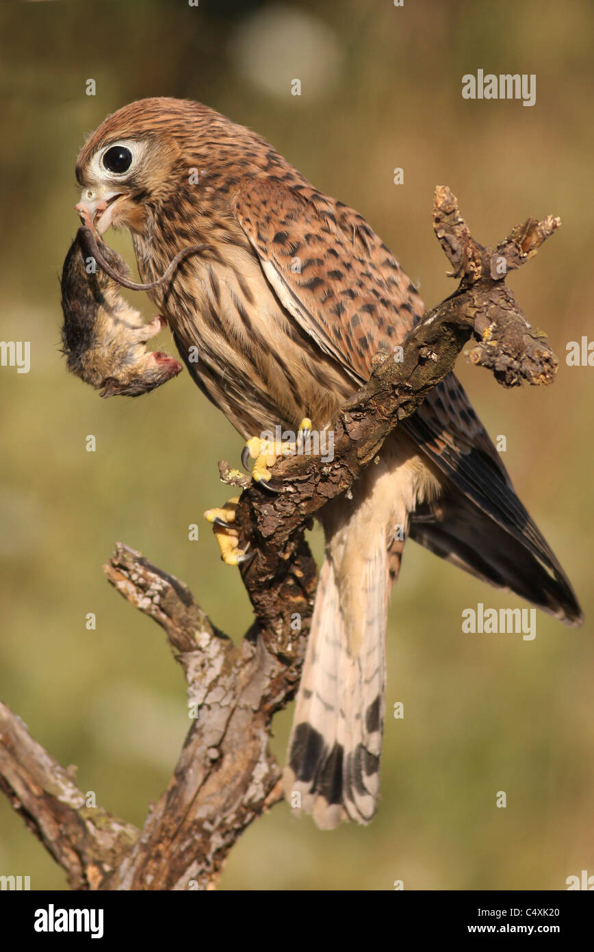 Cernícalo común (Falco tinnunculus) con una casa de caza ratón (Mus musculus). Foto de stock