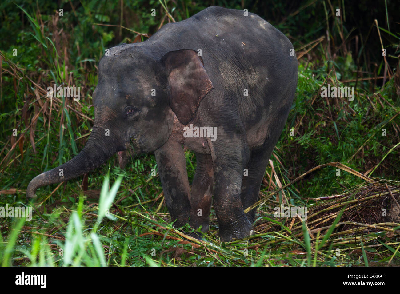 Wild Asian elefante pigmeo de Borneo elefantes pastando en pantanos fluviales Foto de stock
