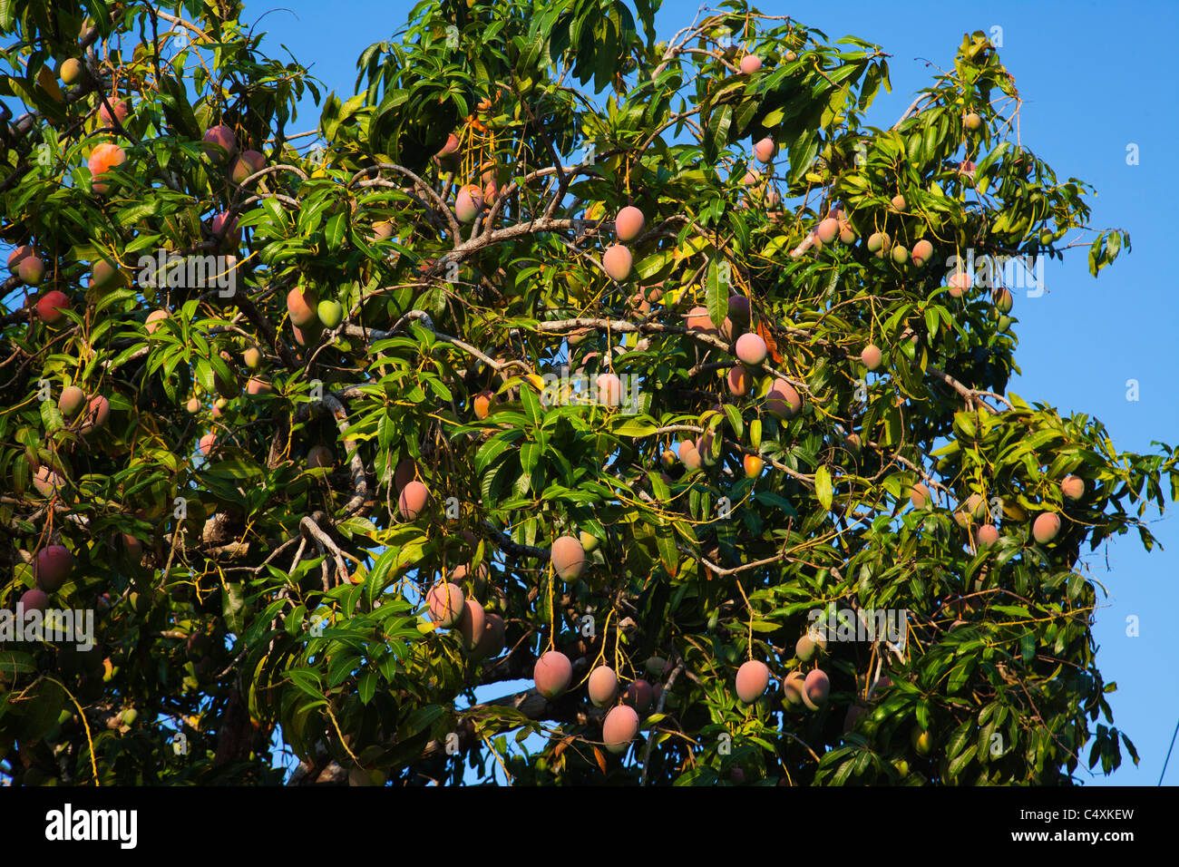 Árbol De Mango Fotos e Imágenes de stock - Alamy