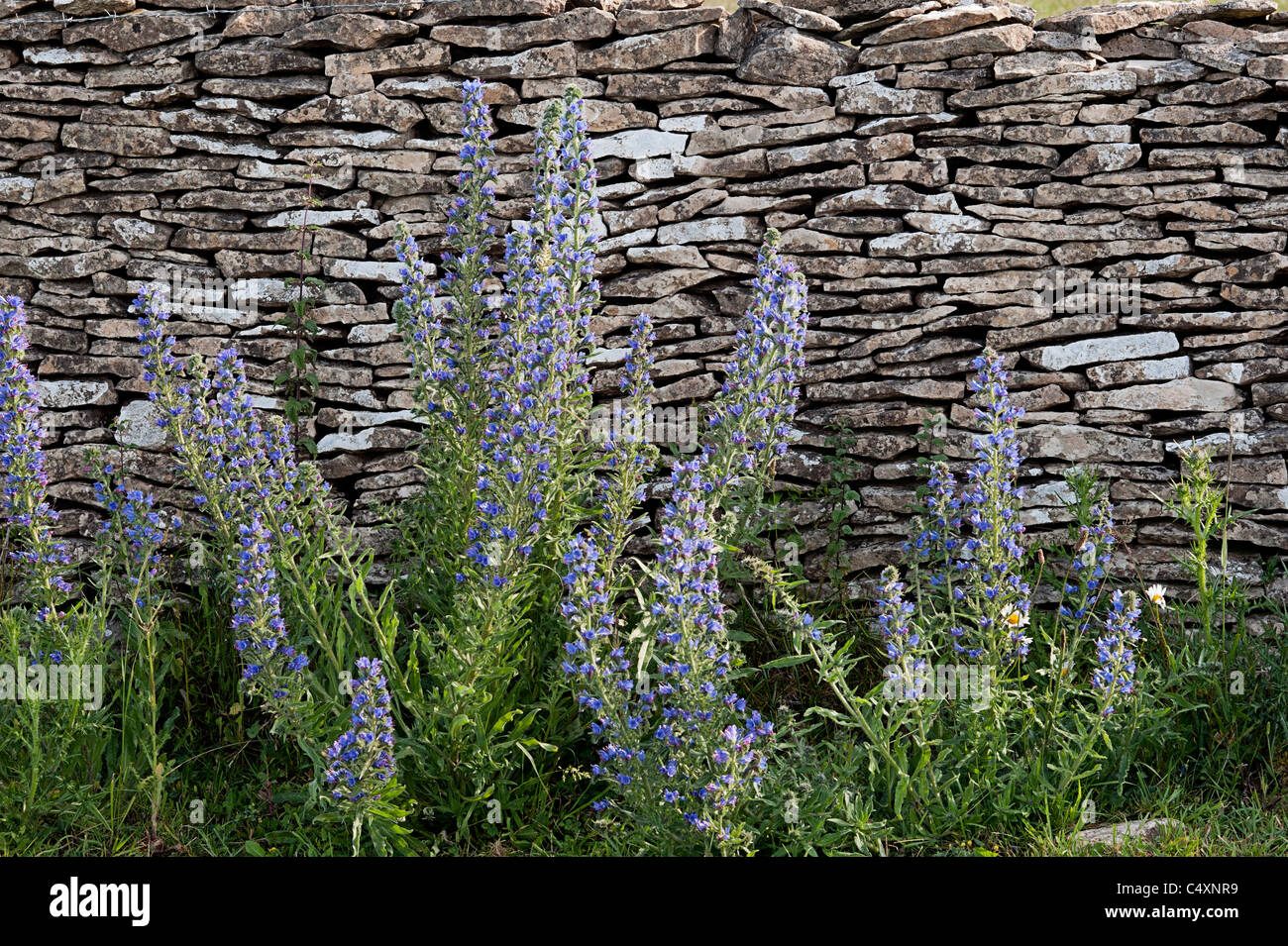 Viper's Bugloss Echium vulgare contra un muro de piedra de Cotswold Foto de stock