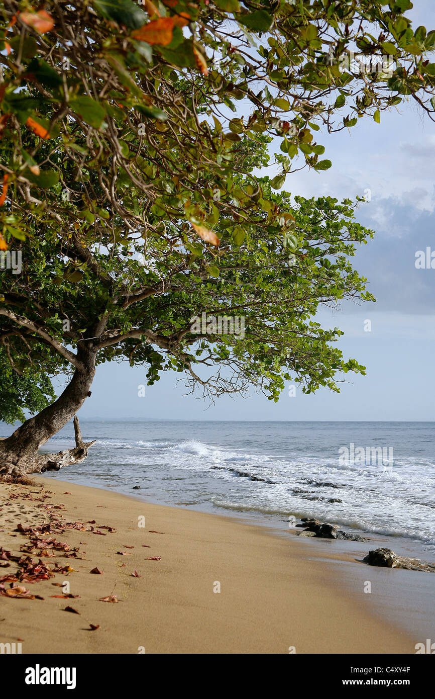 Playas en puerto rico fotografías e imágenes de alta resolución Alamy