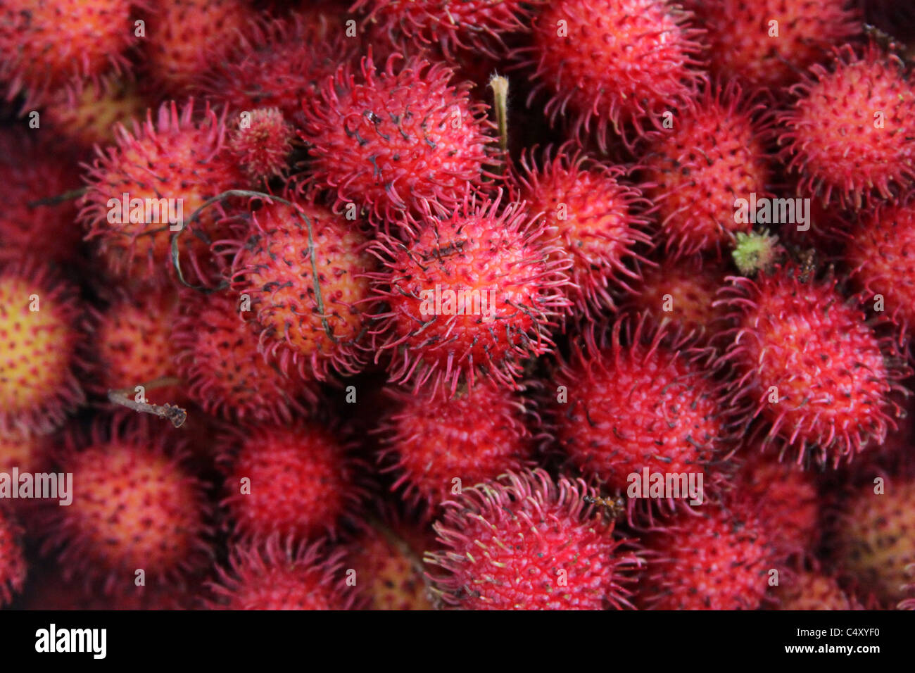 Mamon Chino Fotos E Imagenes De Stock Alamy