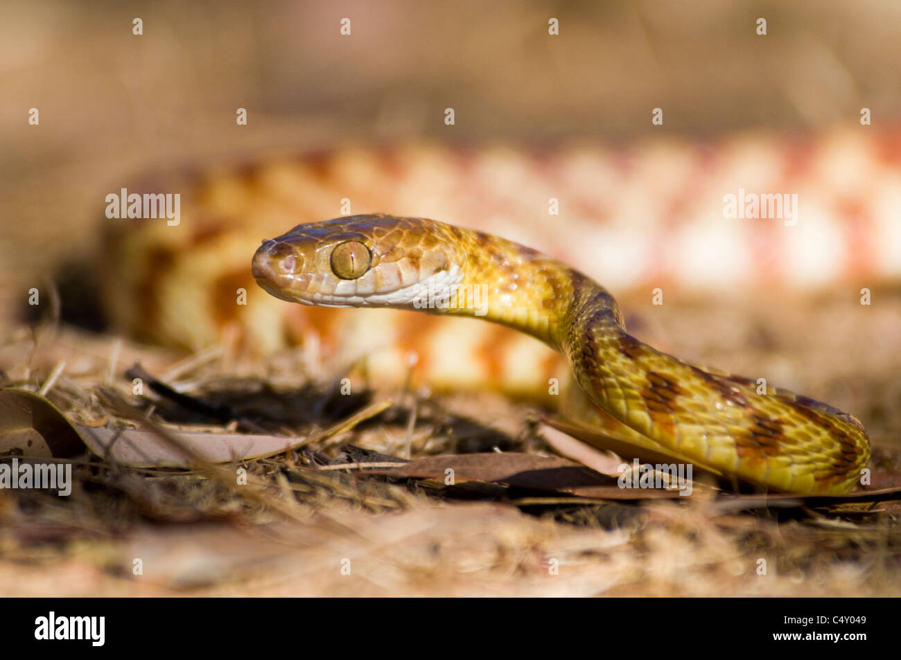Brown tree snake (Boiga irregularis) en el norte de Queensland Australia Foto de stock