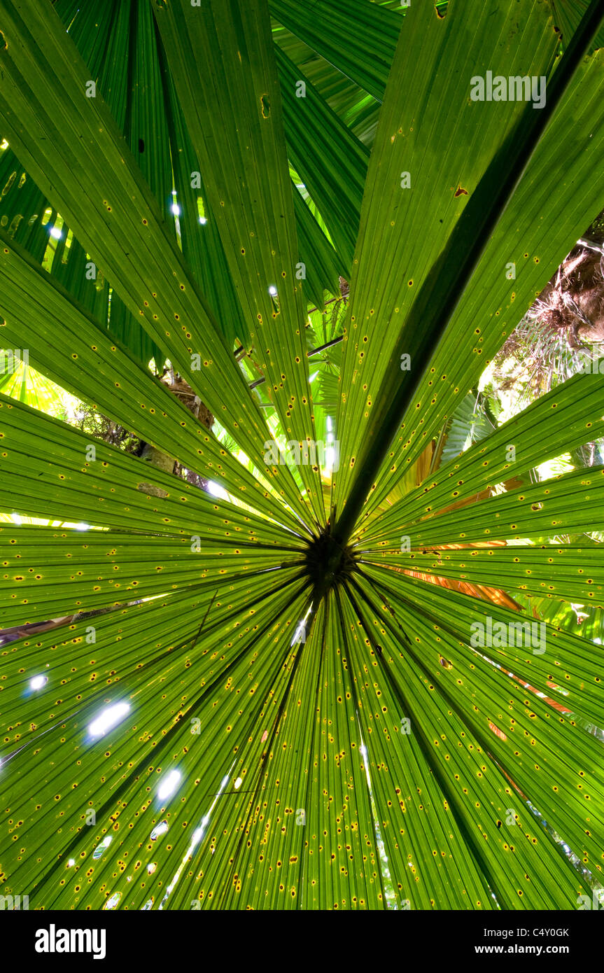 Fan palm (Licuala ramsayi) en la selva tropical de Daintree, en el norte de Queensland Australia Foto de stock