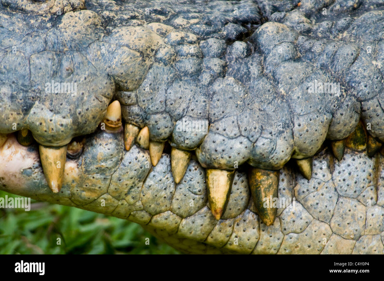 Close-up de hocico de agua salada (estuarios) (Crocodylus porosus) en el zoológico tropical de Cairns en Queensland Australia Foto de stock