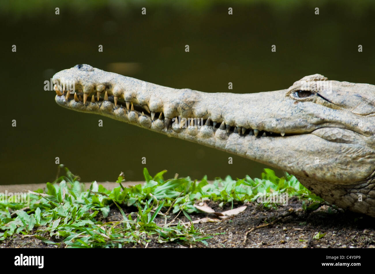 El agua dulce (Crocodylus johnsoni) en el zoológico tropical de Cairns en Queensland Australia Foto de stock