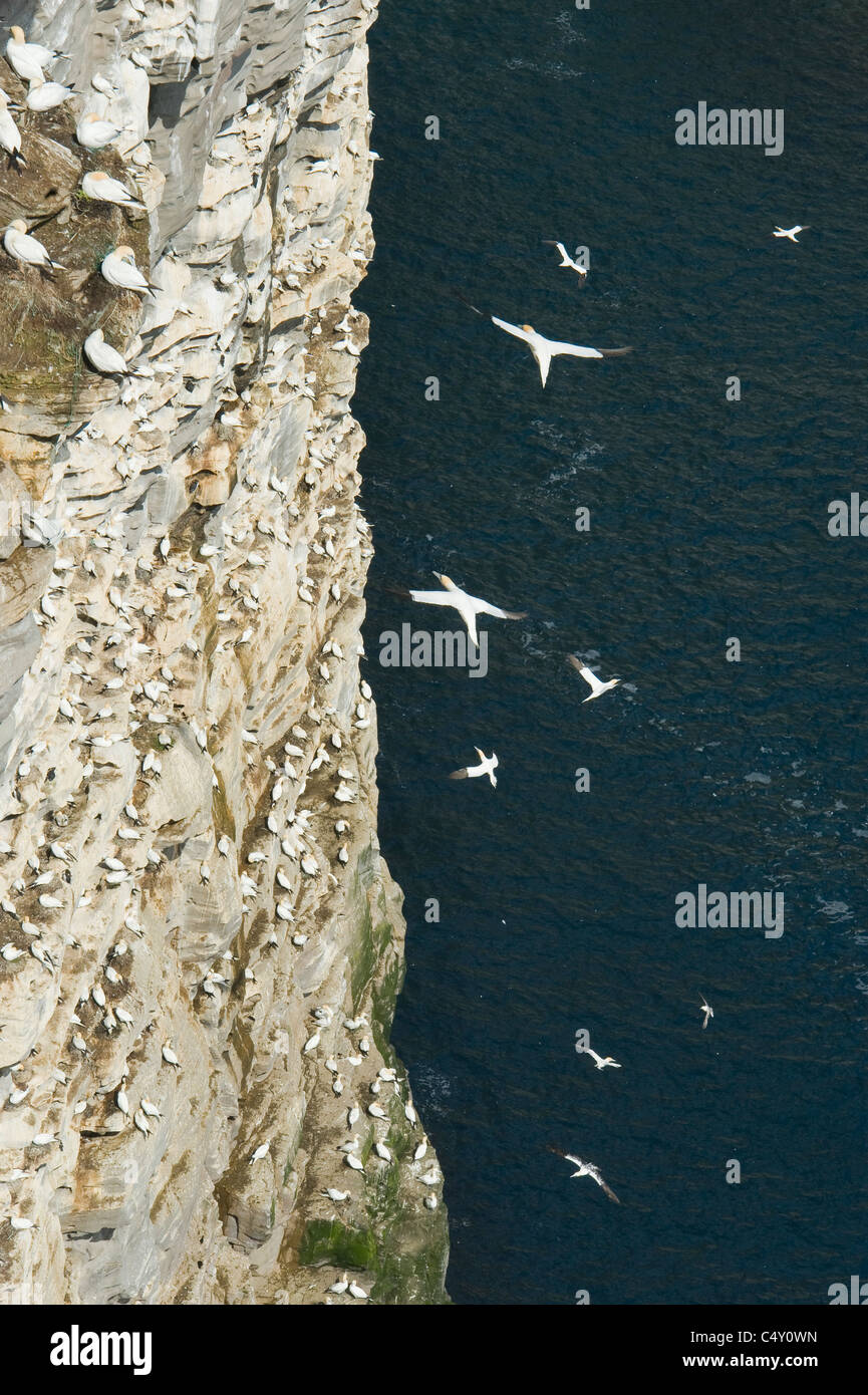 Alcatraces (Sula bassana) colonia reproductora, la isla de Noss Reserva Natural Nacional, Islas Shetland, REINO UNIDO Foto de stock