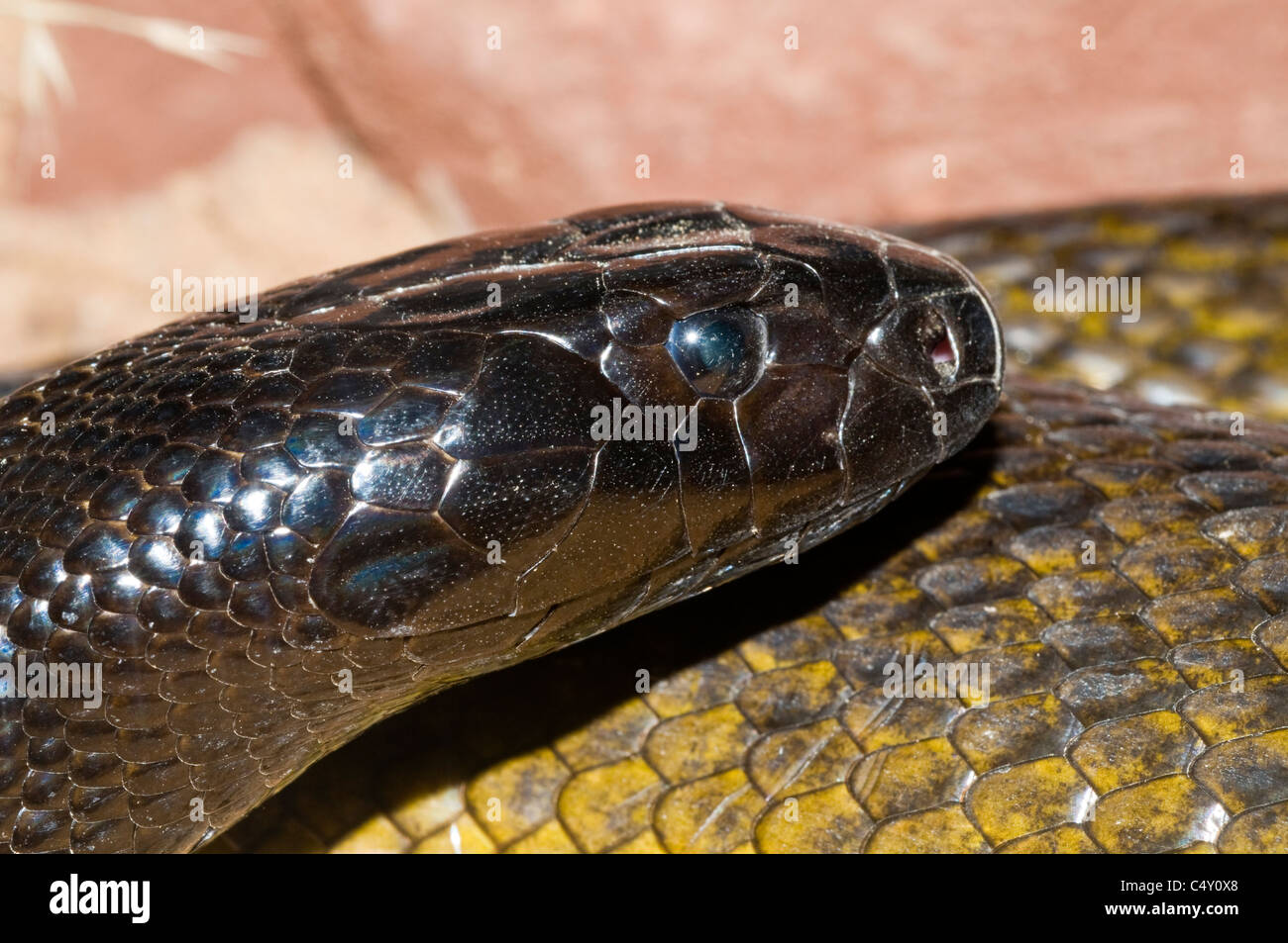 Trenzado Taipan continentales (la serpiente en la tierra más venenosas del mundo) en el zoológico tropical de Cairns en Queensland Australia Foto de stock