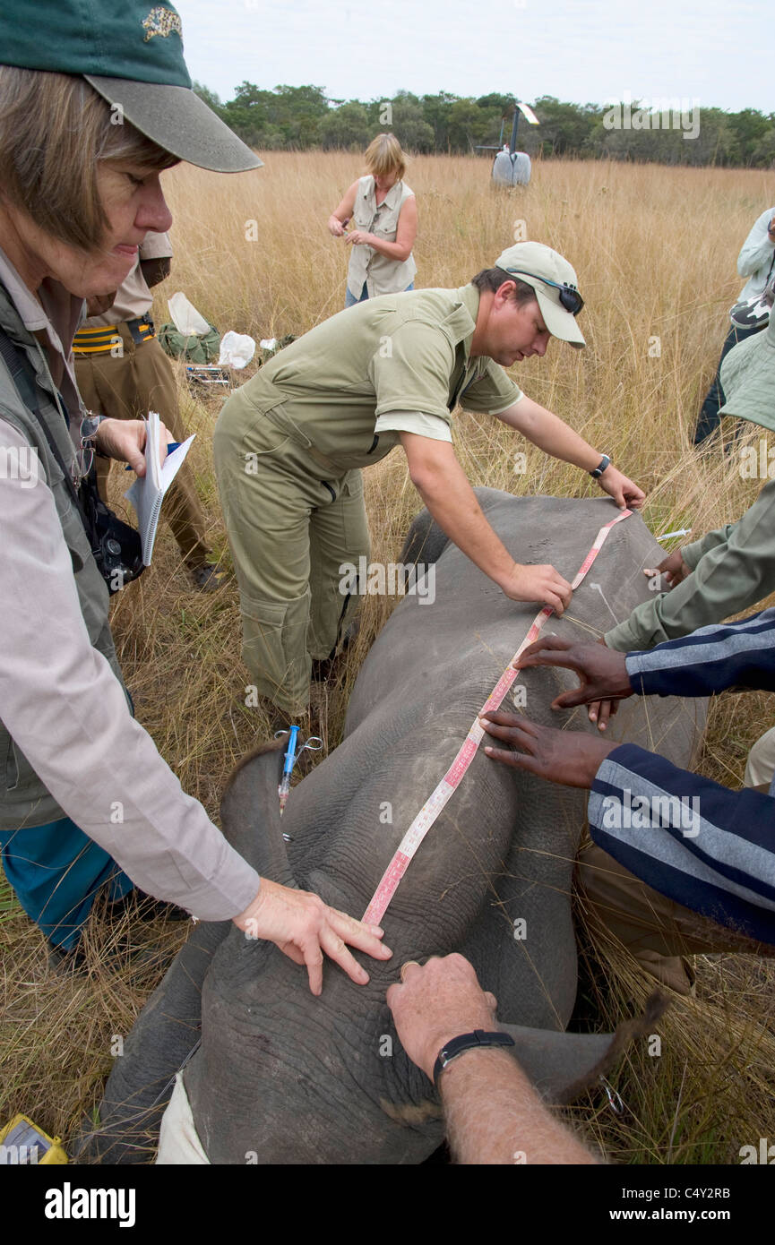 Veterinarios veterinarios veterinarios africanos funcionamiento operativo animal salvaje procedimiento de fijación estéril salvar vidas preservación conservación c Foto de stock